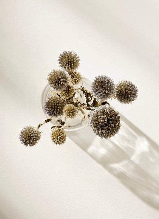 Dried floral echinops